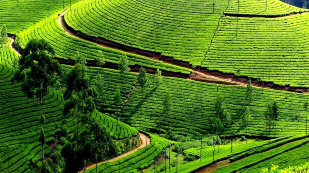 Ooty